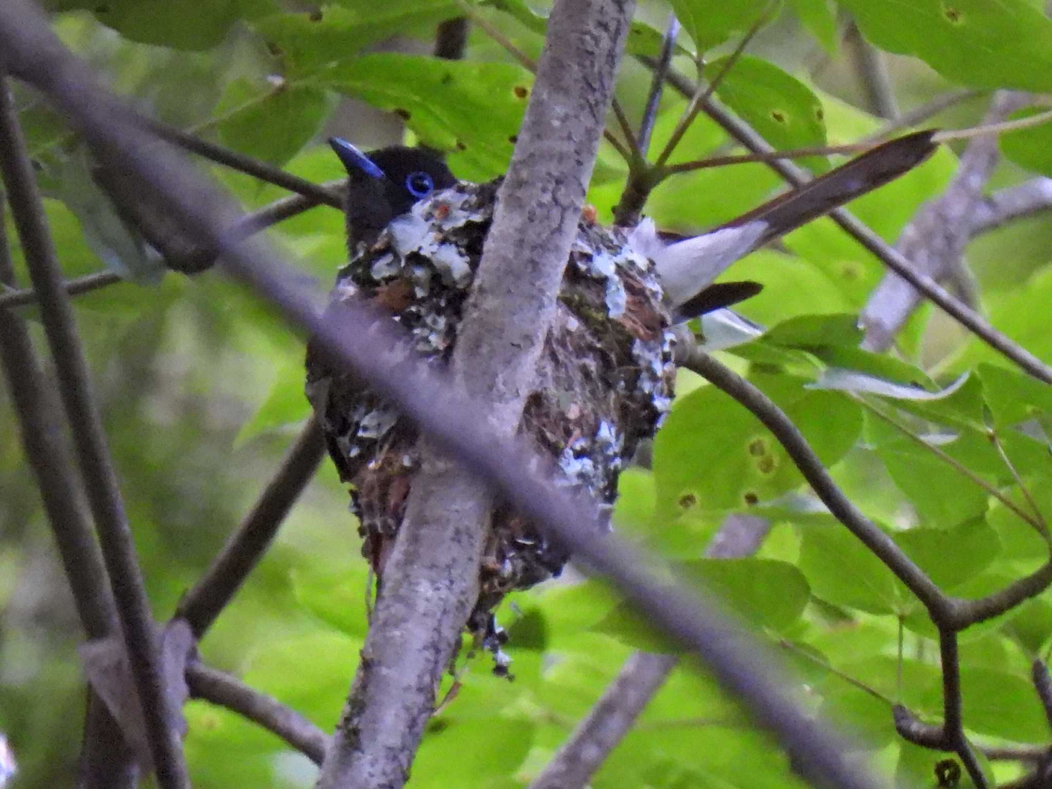 Photo of Black Paradise Flycatcher at 各務原市内 by 寅次郎