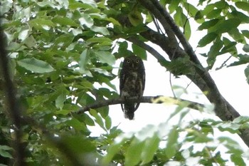 Asian Barred Owlet タイ Thu, 6/14/2018