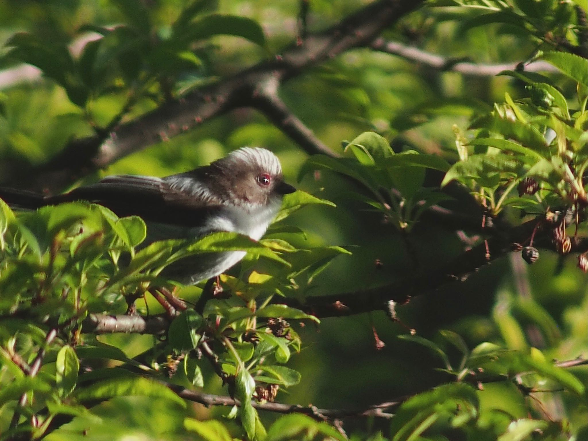 Long-tailed Tit