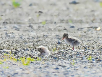 コアジサシ 平城宮跡 2023年6月3日(土)