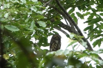 Asian Barred Owlet