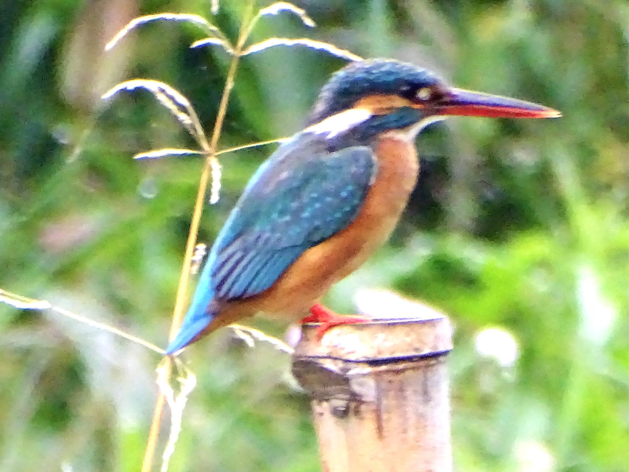 Photo of Common Kingfisher at Maioka Park by KAWASEMIぴー