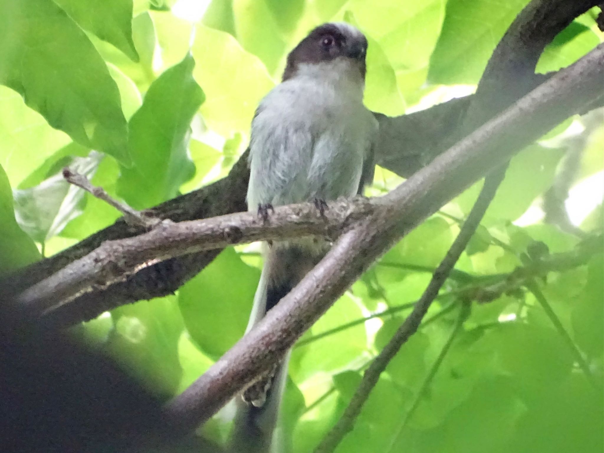 Photo of Long-tailed Tit at Maioka Park by KAWASEMIぴー