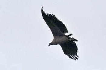 Andean Condor Mindo(Ecuador) Wed, 5/24/2023