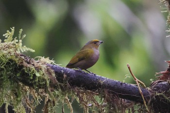 キバラアカメモズモドキ Mindo(Ecuador) 2023年5月21日(日)