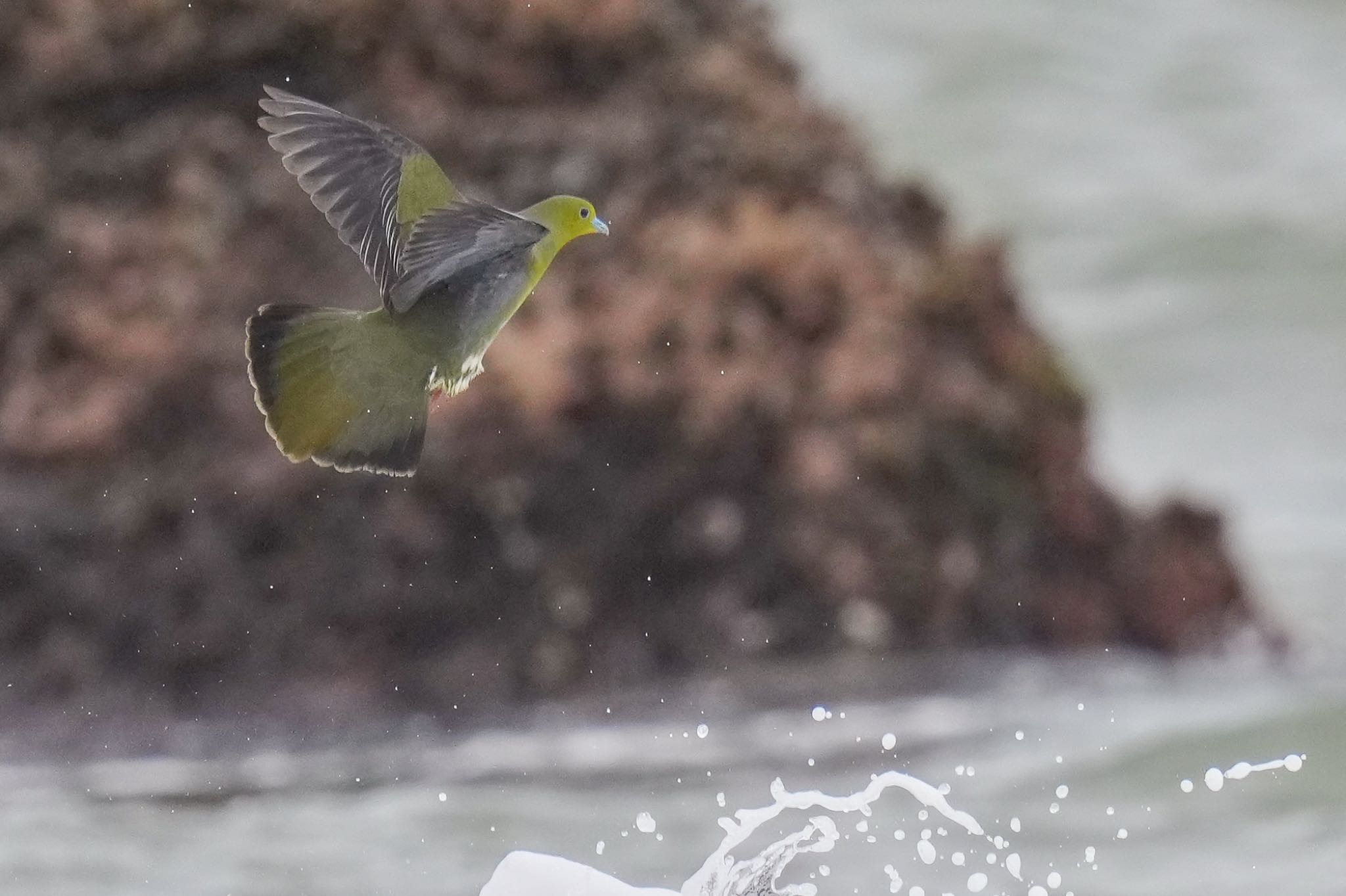 Photo of White-bellied Green Pigeon at Terugasaki Beach by アポちん