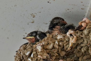 Barn Swallow Moritogawa Sun, 6/4/2023