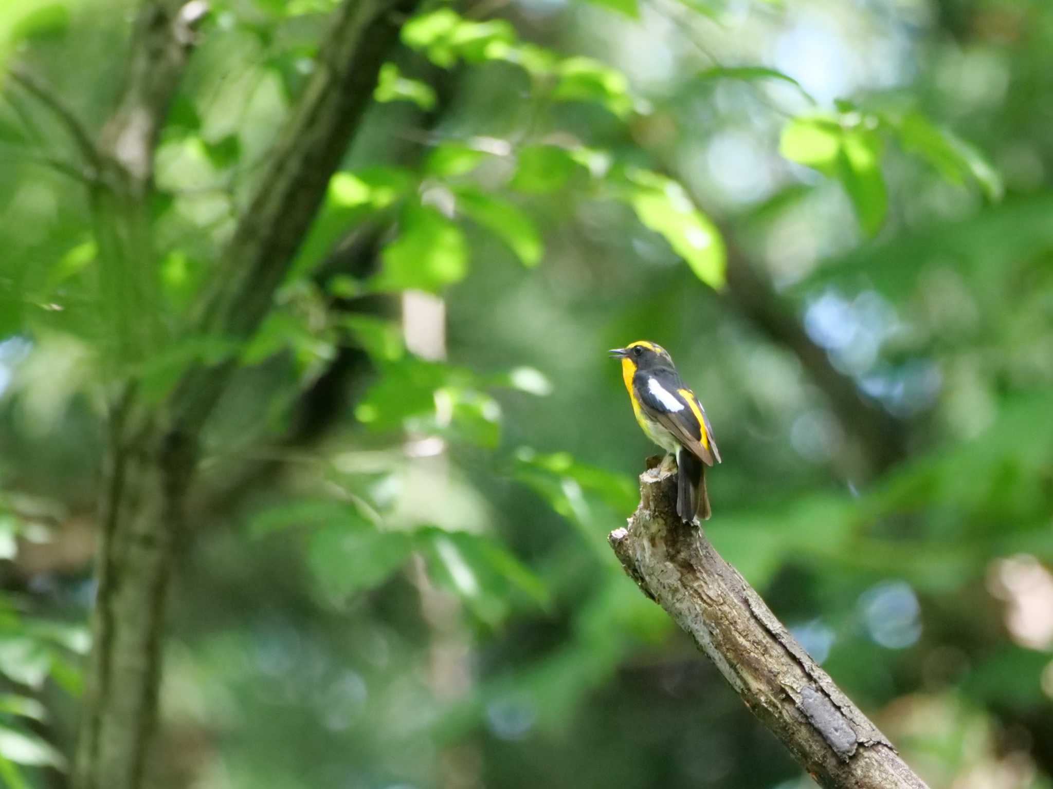 Photo of Narcissus Flycatcher at 秩父 by little birds