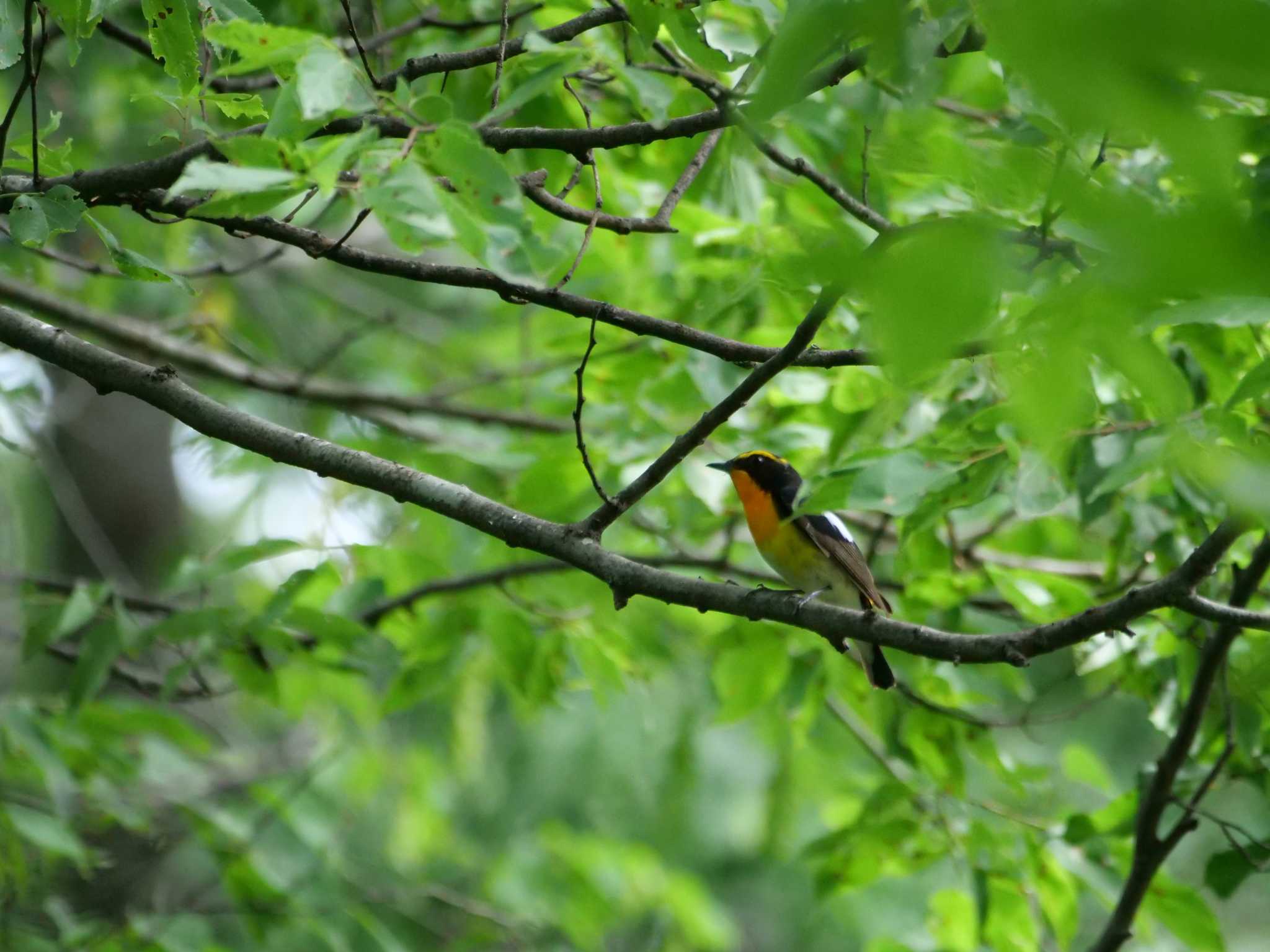 Photo of Narcissus Flycatcher at 秩父