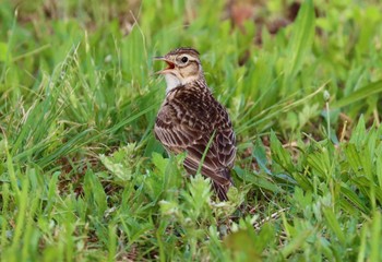 Eurasian Skylark Watarase Yusuichi (Wetland) Sun, 6/4/2023