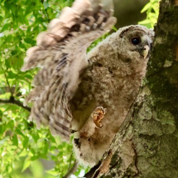 Ural Owl 野木神社(栃木県) Mon, 6/5/2023