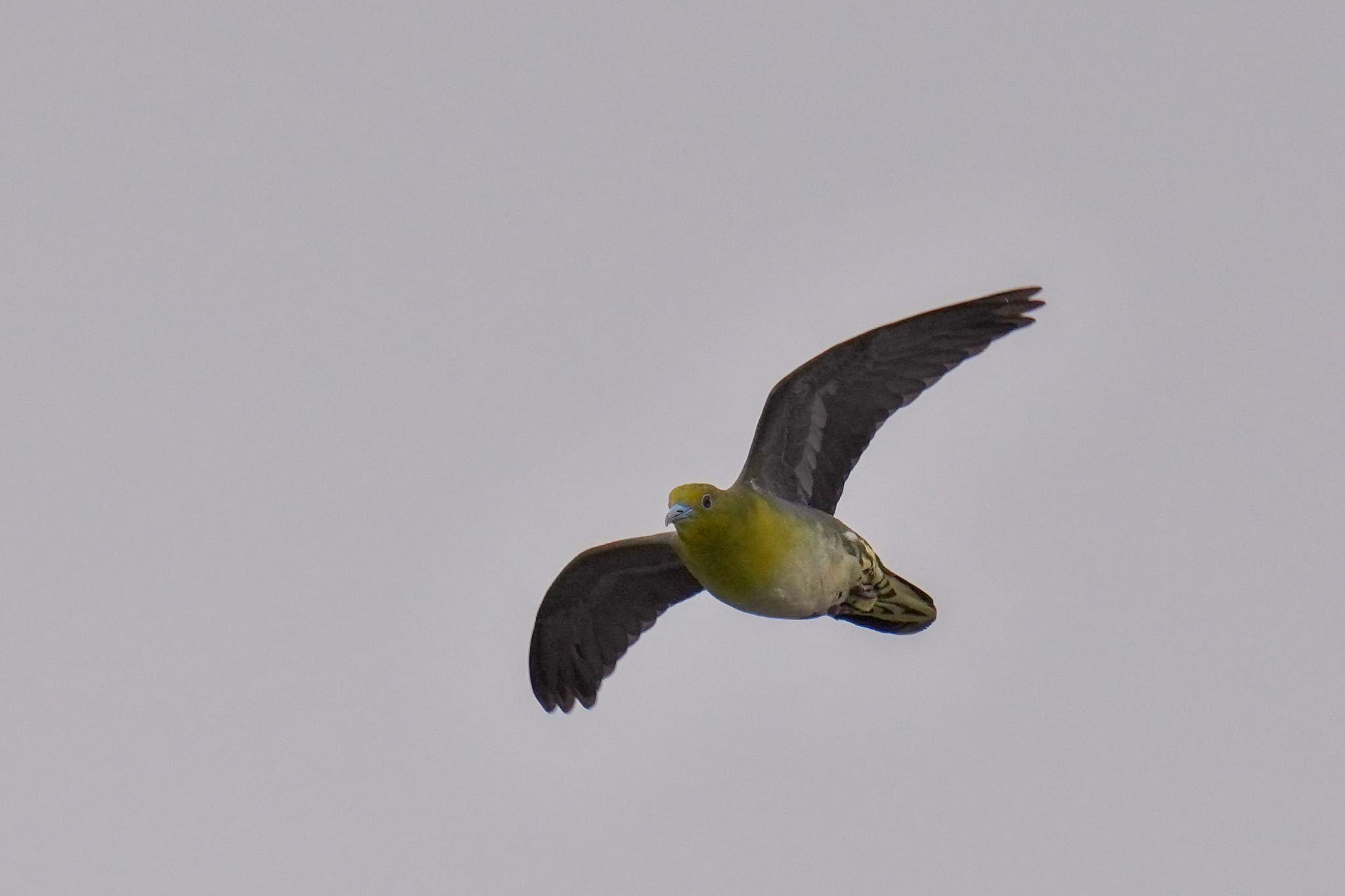 Photo of White-bellied Green Pigeon at Terugasaki Beach by アポちん