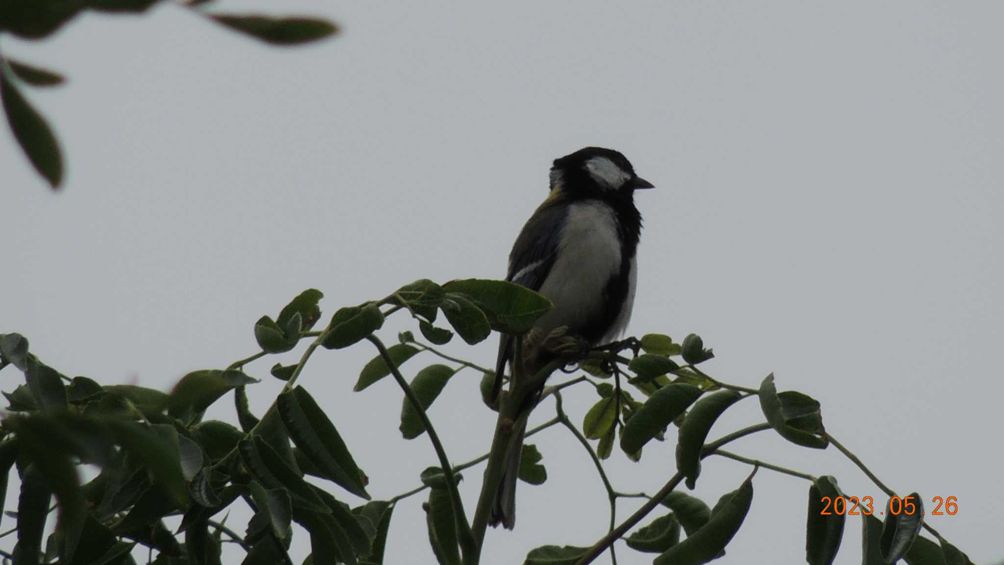 Photo of Japanese Tit at  by チョコレート