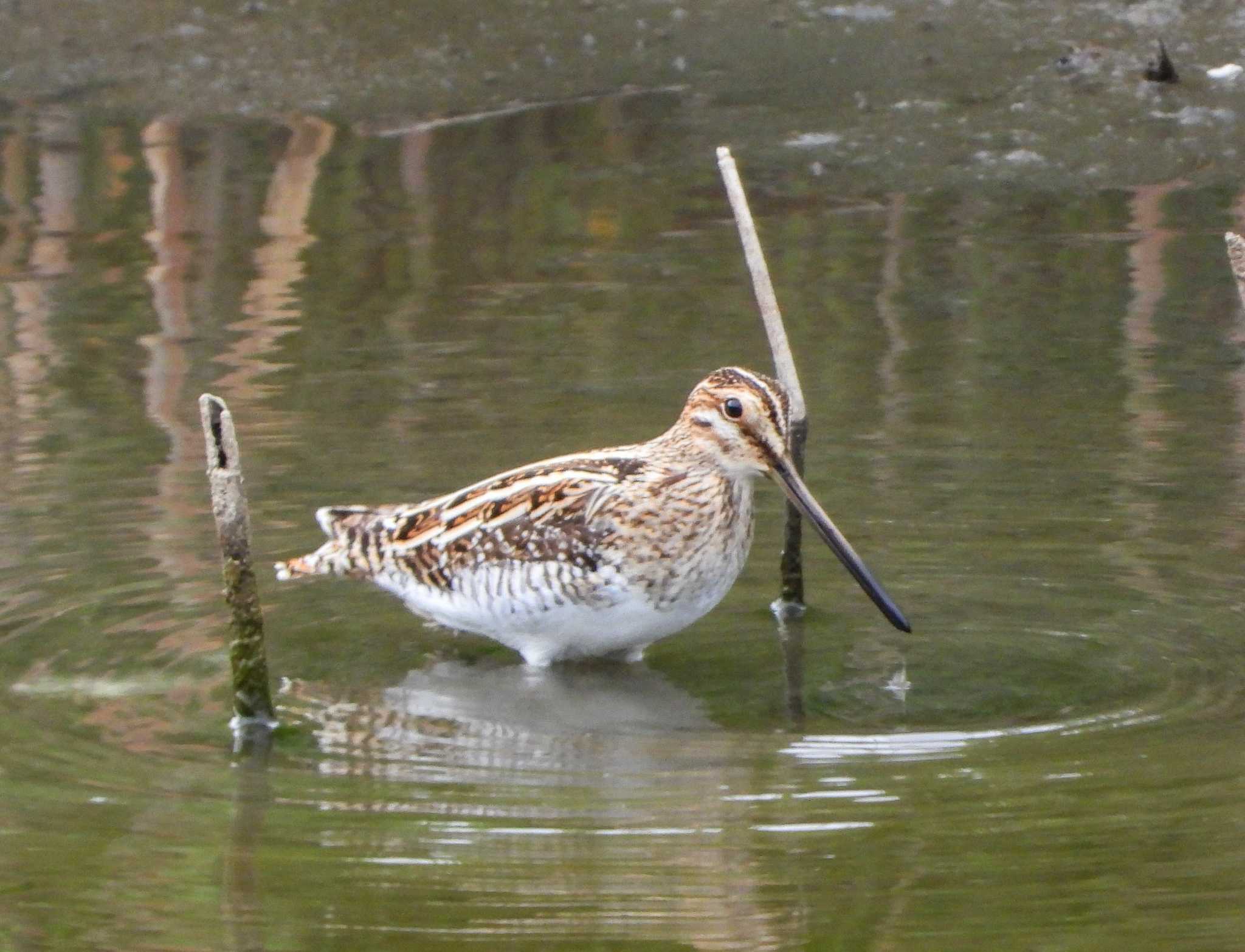 Photo of Common Snipe at  by サジタリウスの眼