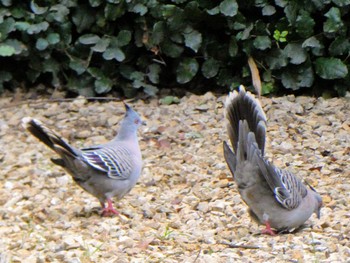 Crested Pigeon Speltsfield, SA, Australia Fri, 5/26/2023