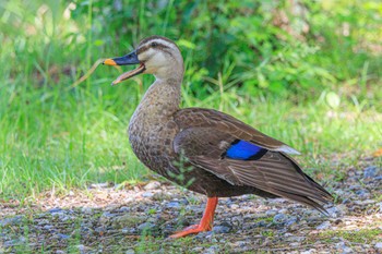 Eastern Spot-billed Duck 加古大池 Mon, 5/15/2023