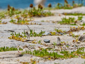 Kentish Plover 神戸市 Sun, 6/4/2023