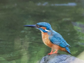 2023年6月6日(火) 福井緑地(札幌市西区)の野鳥観察記録