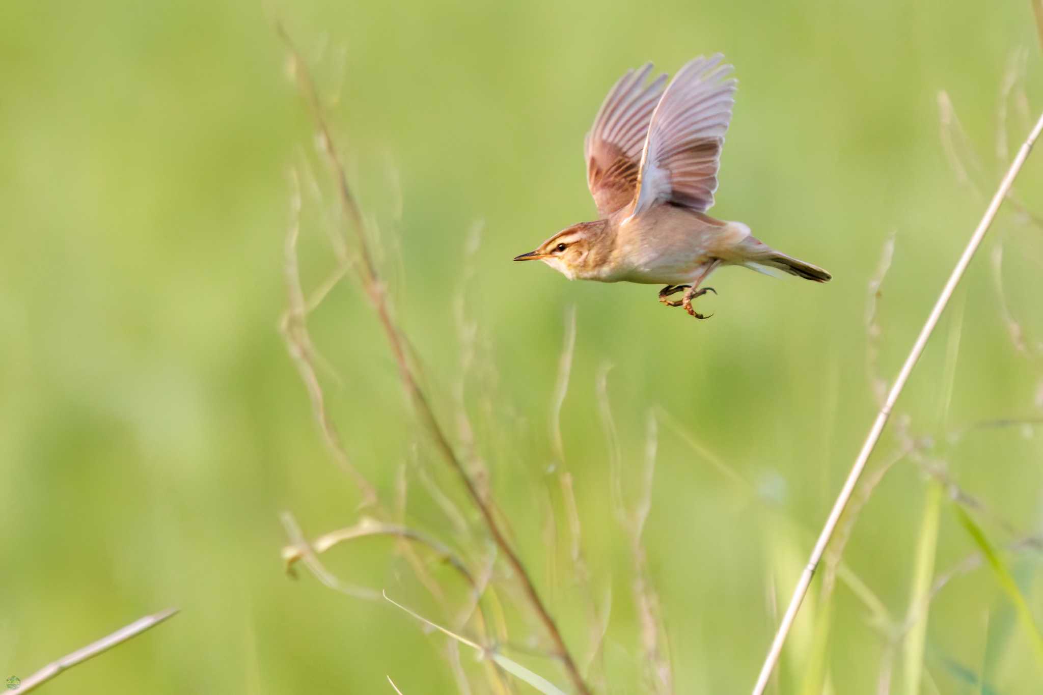 Black-browed Reed Warbler