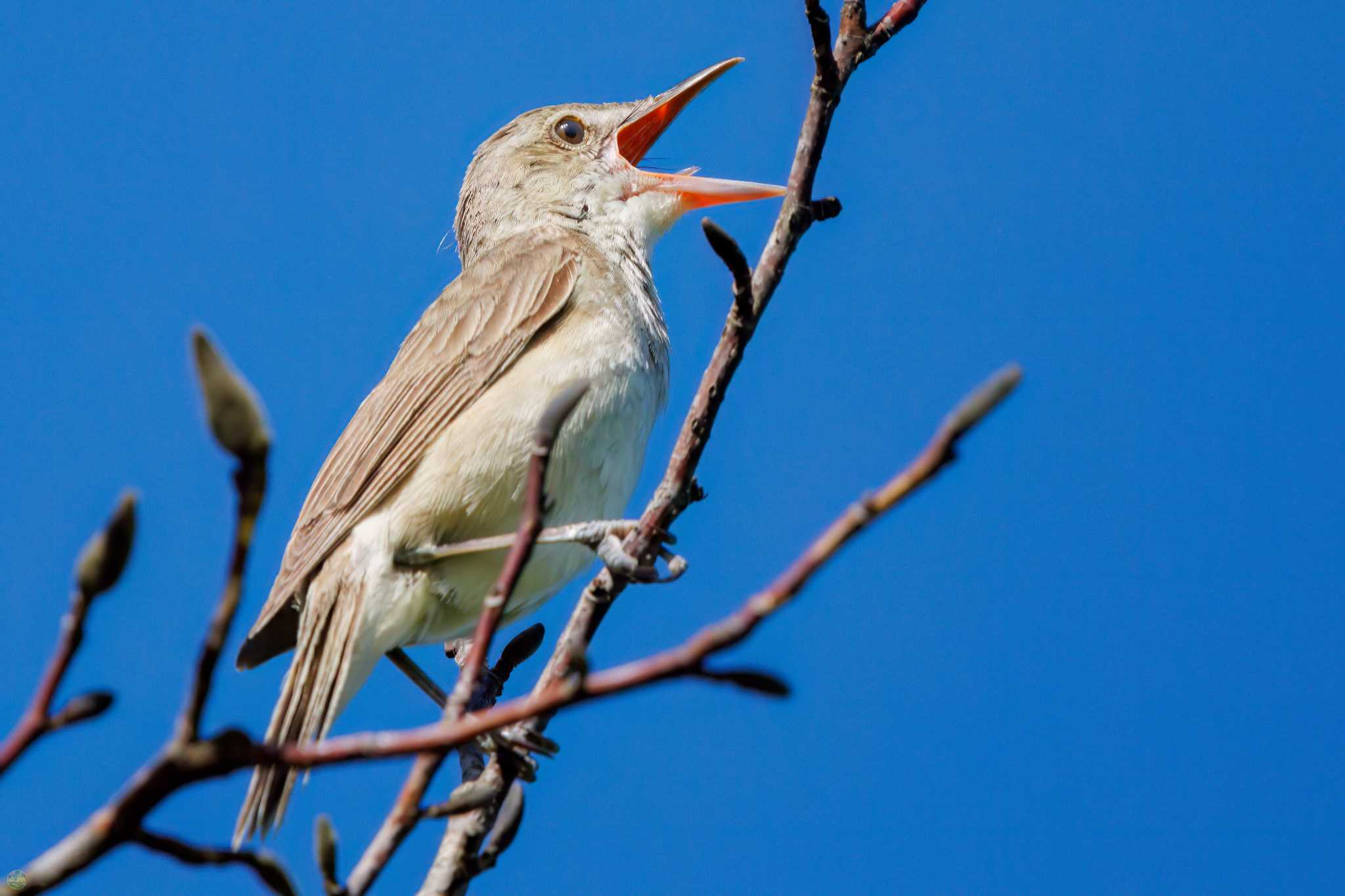 Photo of Oriental Reed Warbler at Watarase Yusuichi (Wetland) by d3_plus