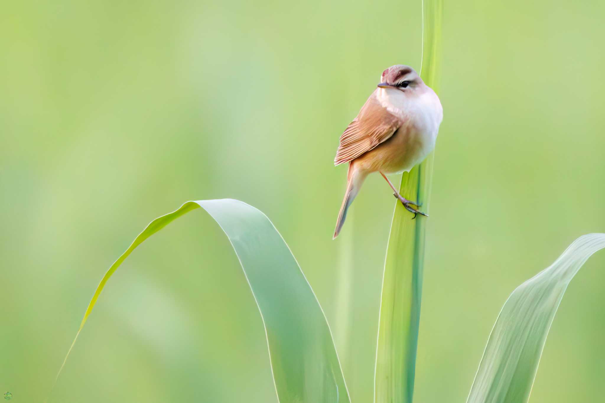 Photo of Black-browed Reed Warbler at Watarase Yusuichi (Wetland) by d3_plus