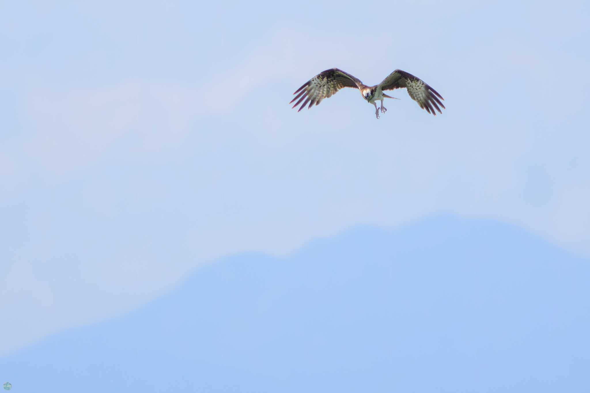 Photo of Osprey at Watarase Yusuichi (Wetland) by d3_plus