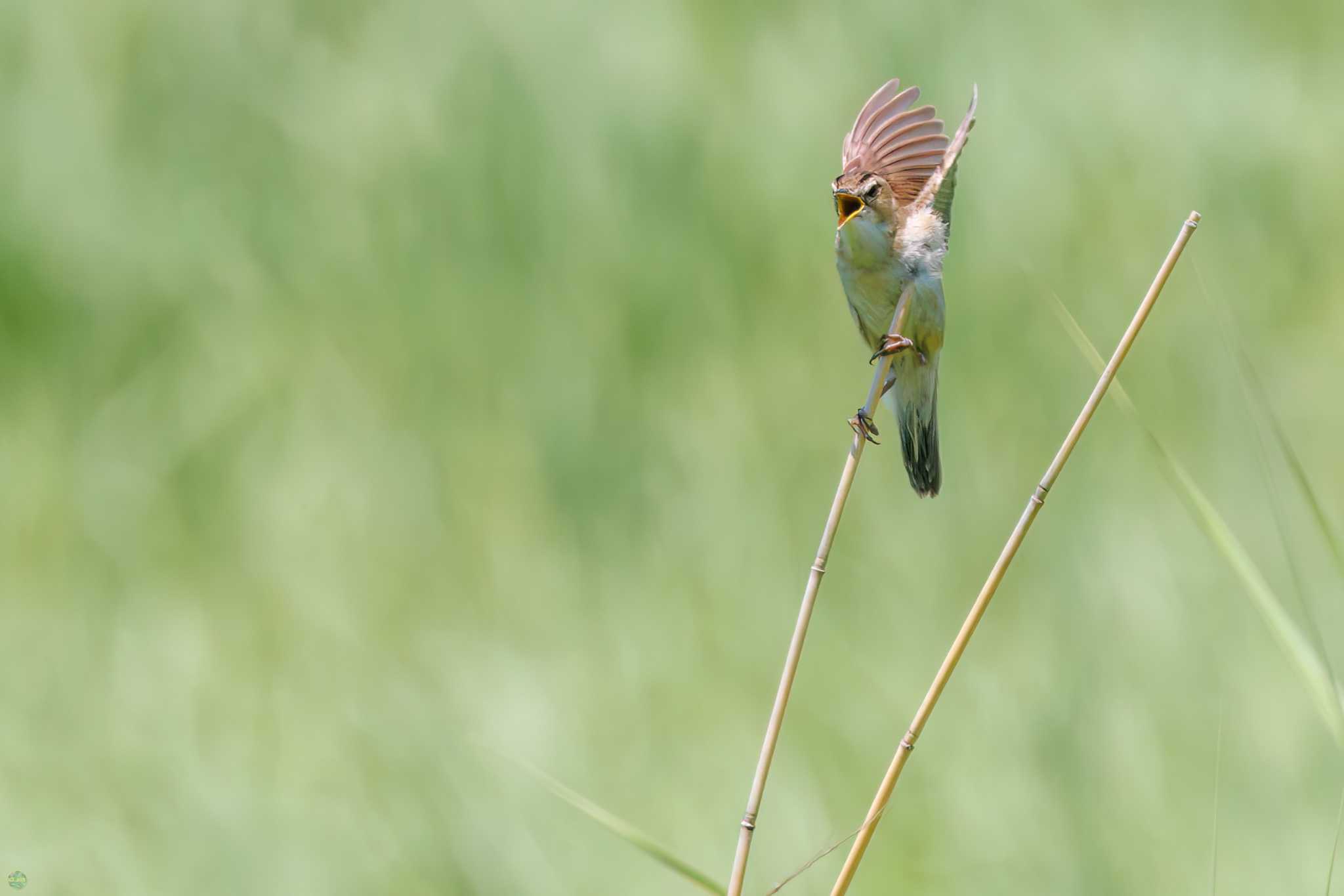 Black-browed Reed Warbler