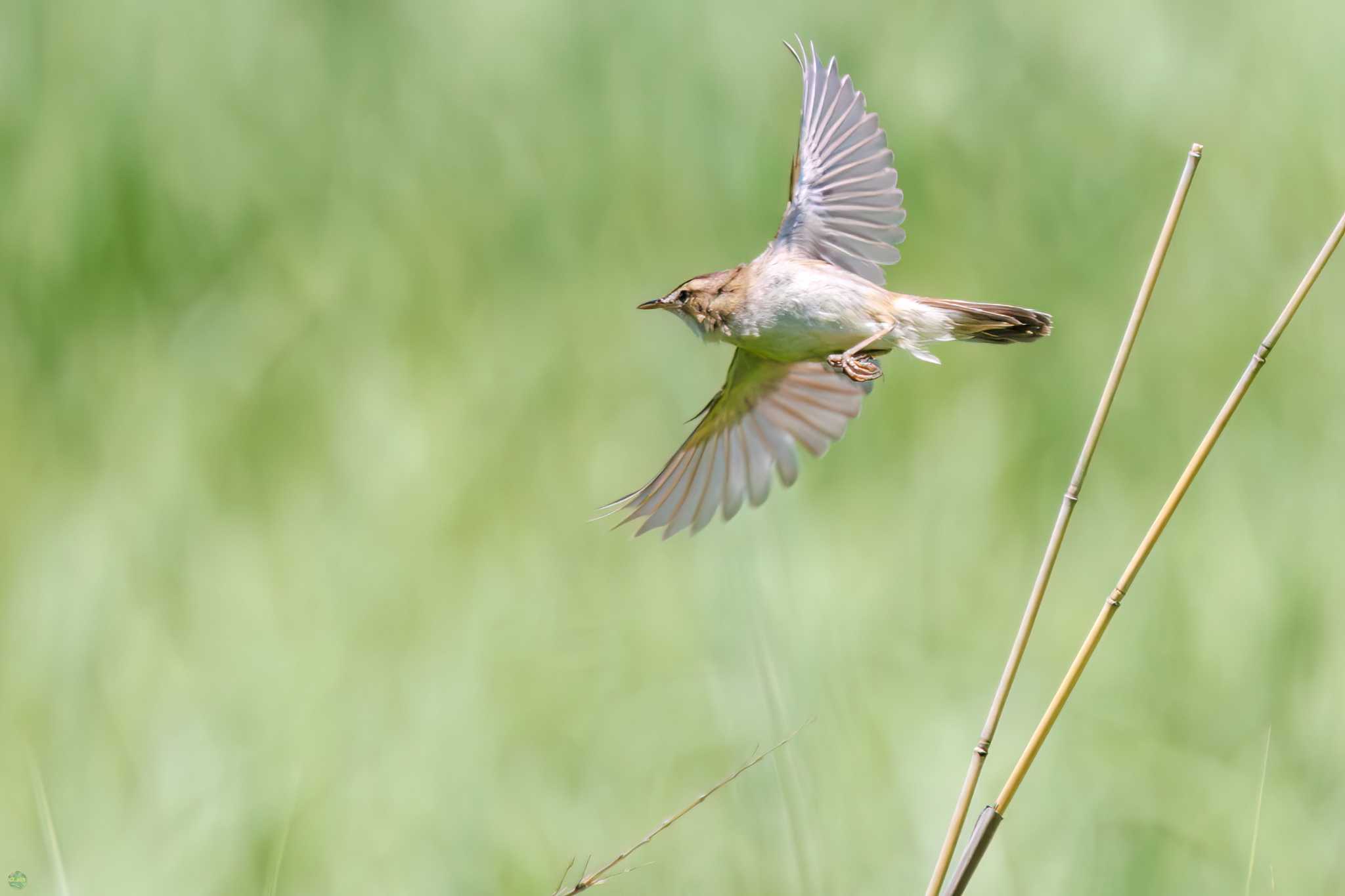 Photo of Black-browed Reed Warbler at Watarase Yusuichi (Wetland) by d3_plus