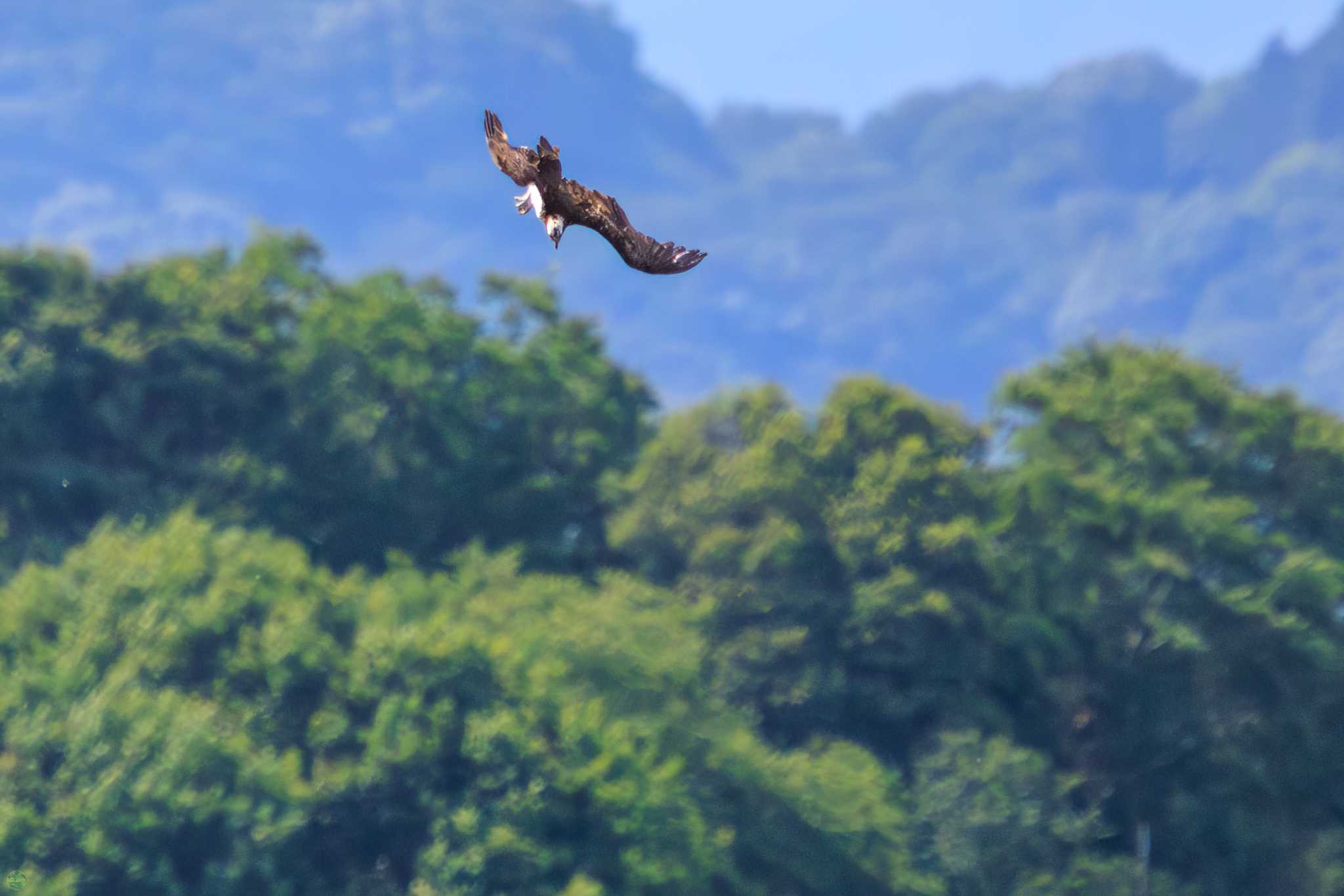 Photo of Osprey at Watarase Yusuichi (Wetland) by d3_plus