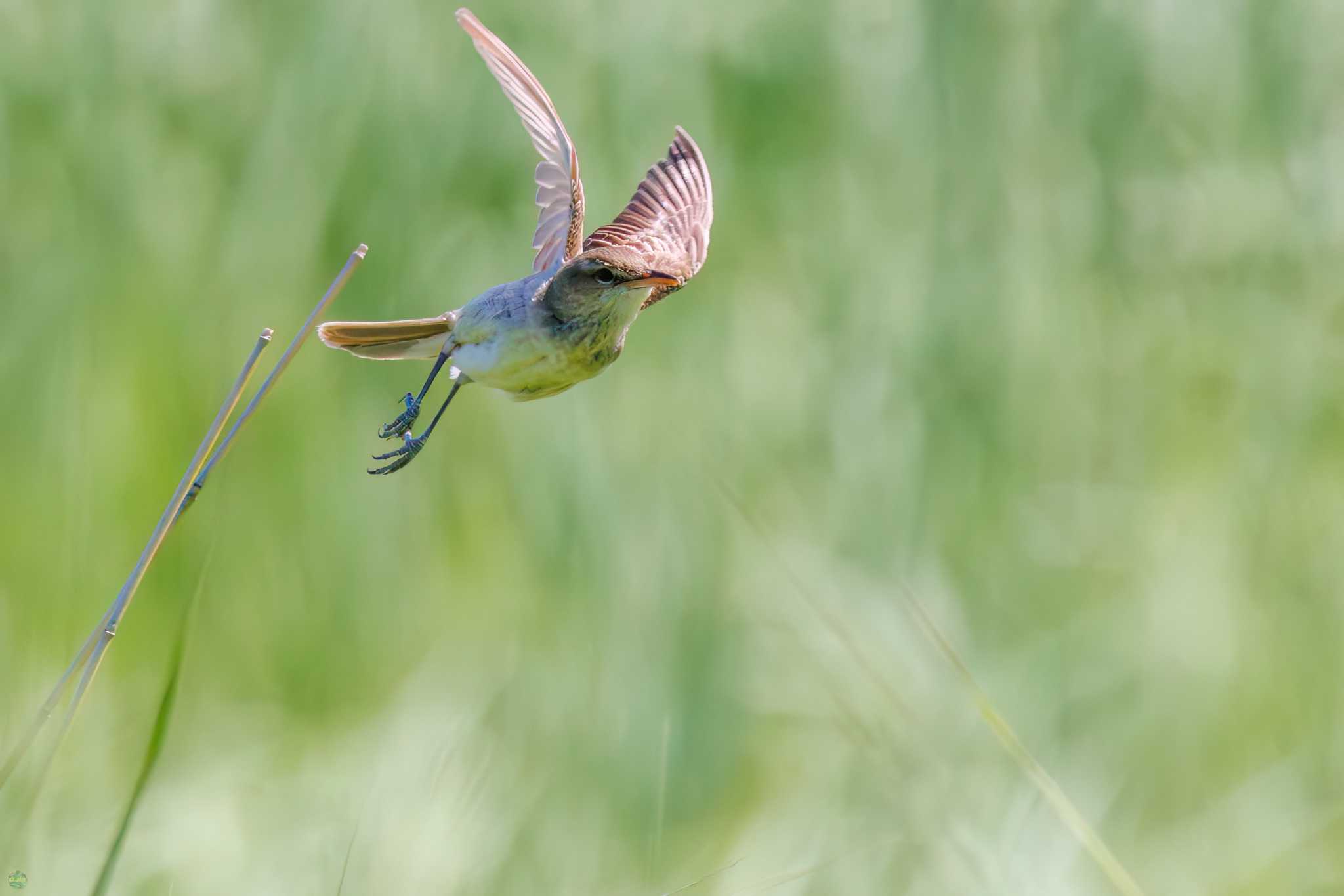 Photo of Black-browed Reed Warbler at Watarase Yusuichi (Wetland) by d3_plus