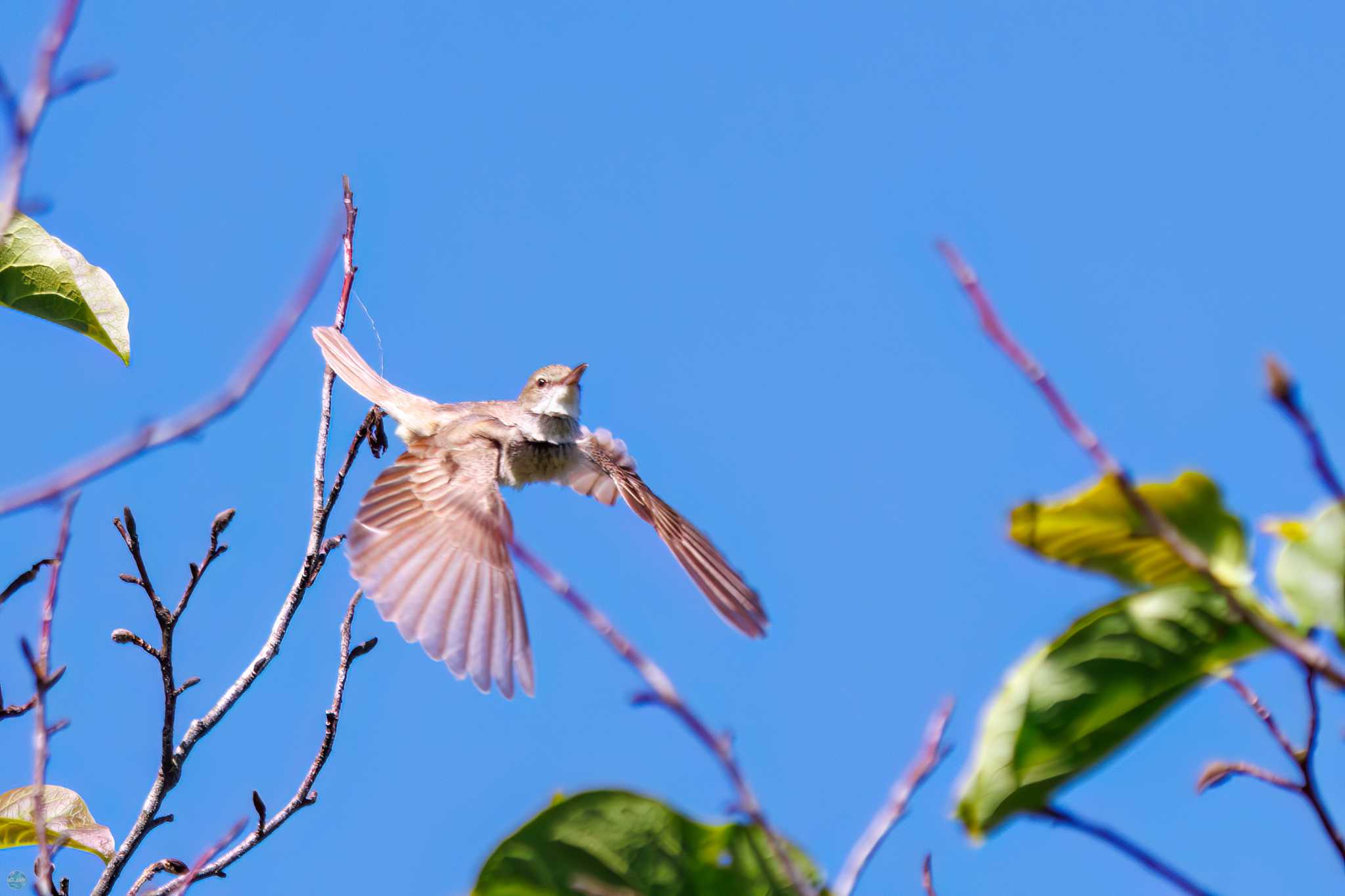 Photo of Oriental Reed Warbler at Watarase Yusuichi (Wetland) by d3_plus