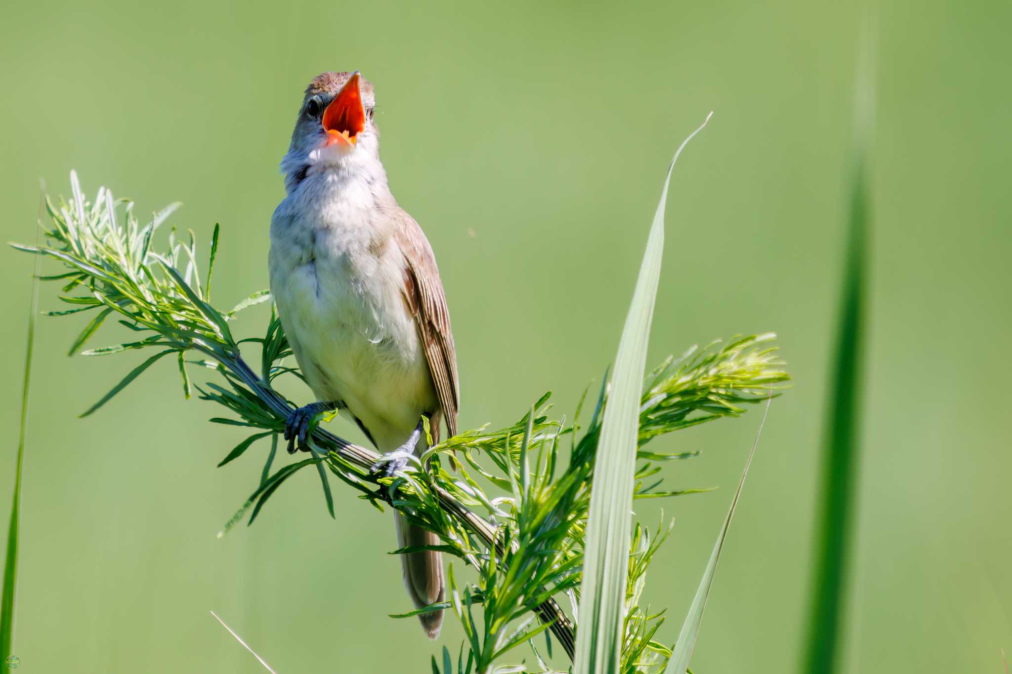 Oriental Reed Warbler