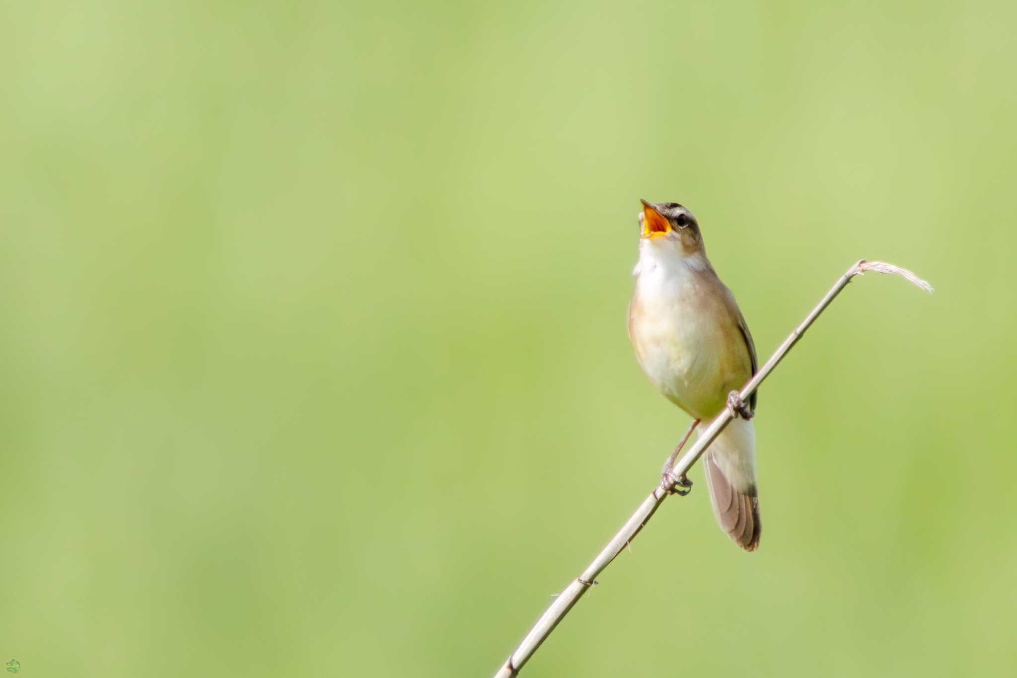 Photo of Black-browed Reed Warbler at Watarase Yusuichi (Wetland) by d3_plus