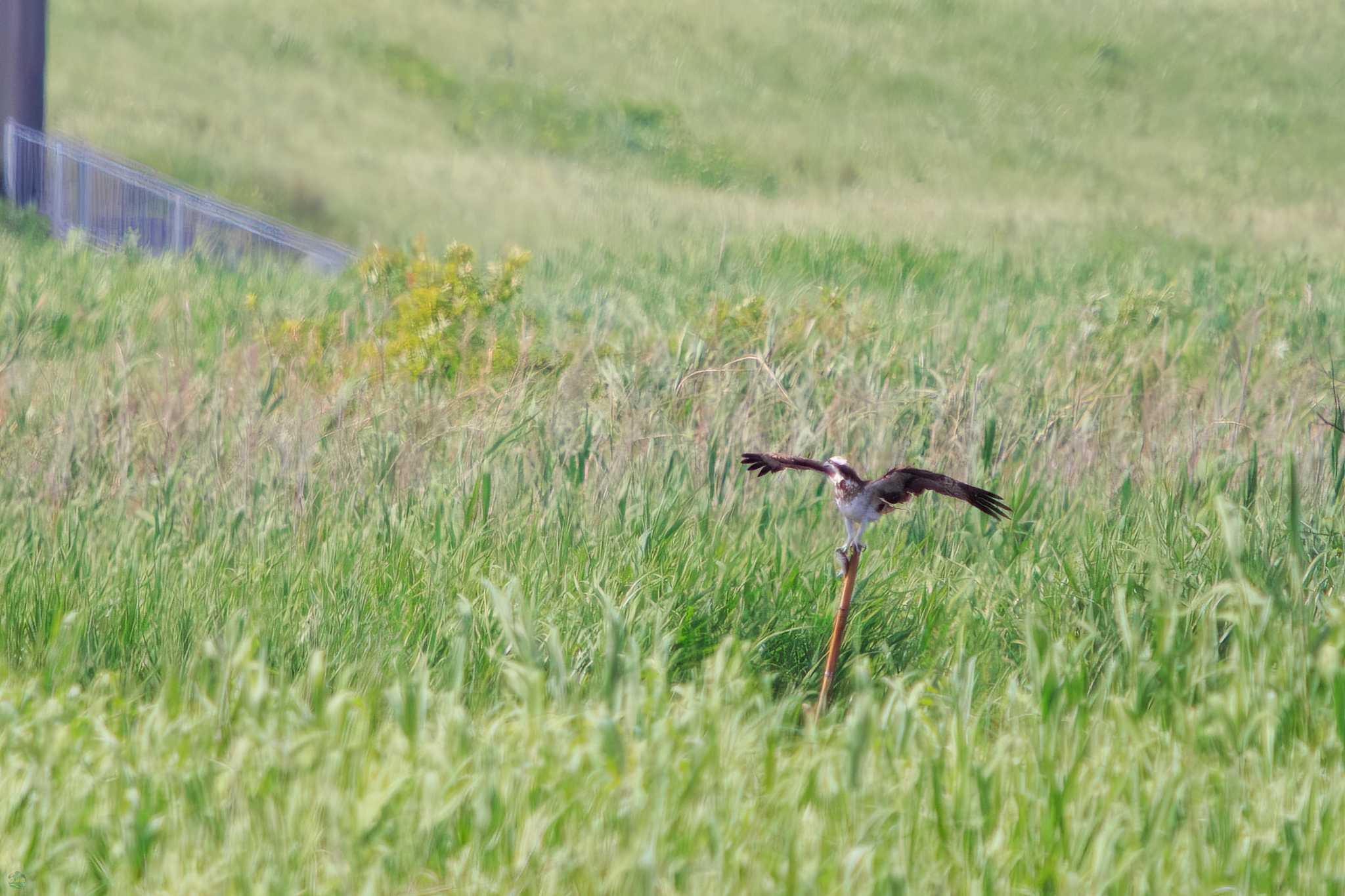 Photo of Osprey at Watarase Yusuichi (Wetland) by d3_plus