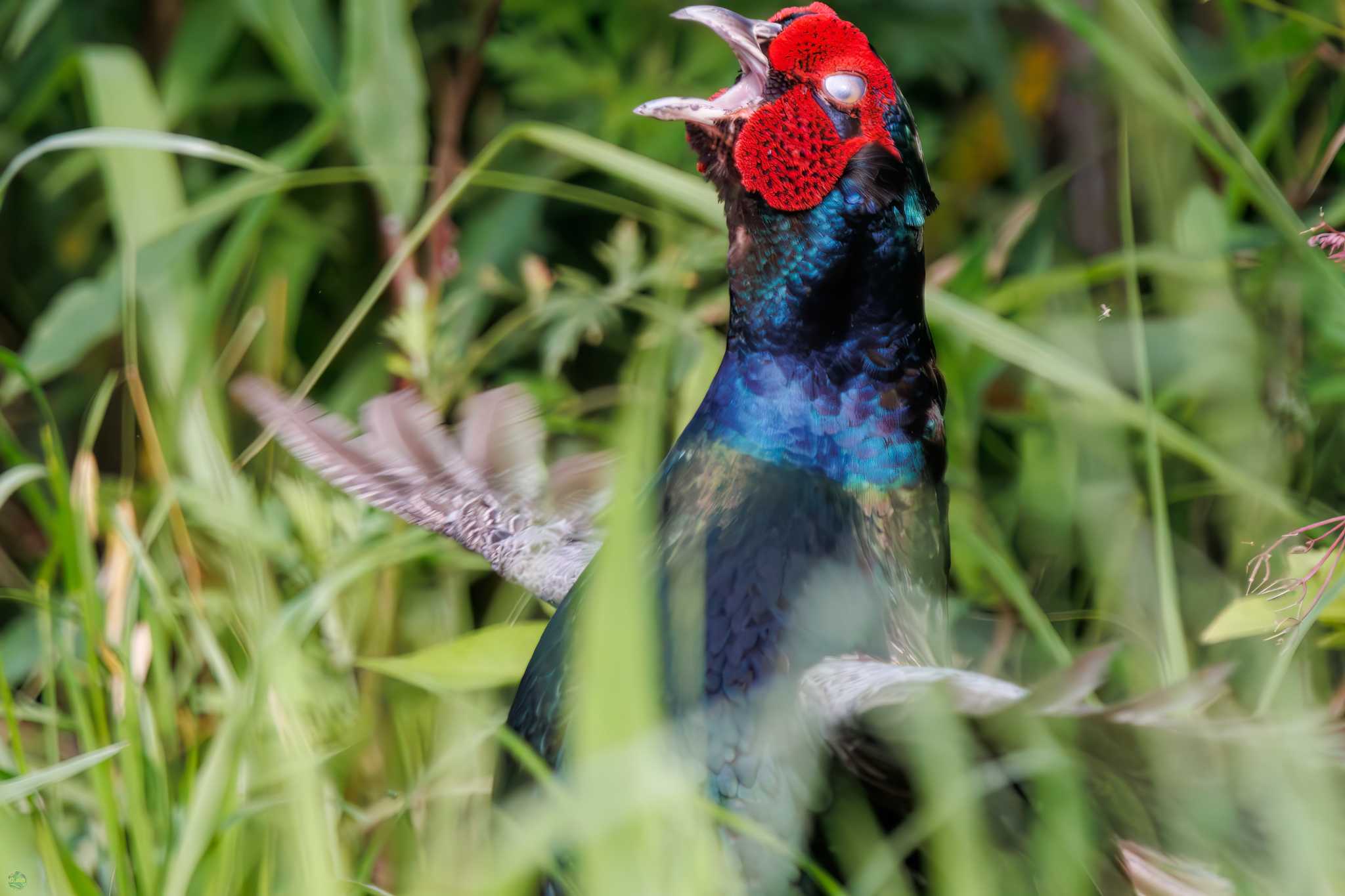 Photo of Green Pheasant at Watarase Yusuichi (Wetland) by d3_plus