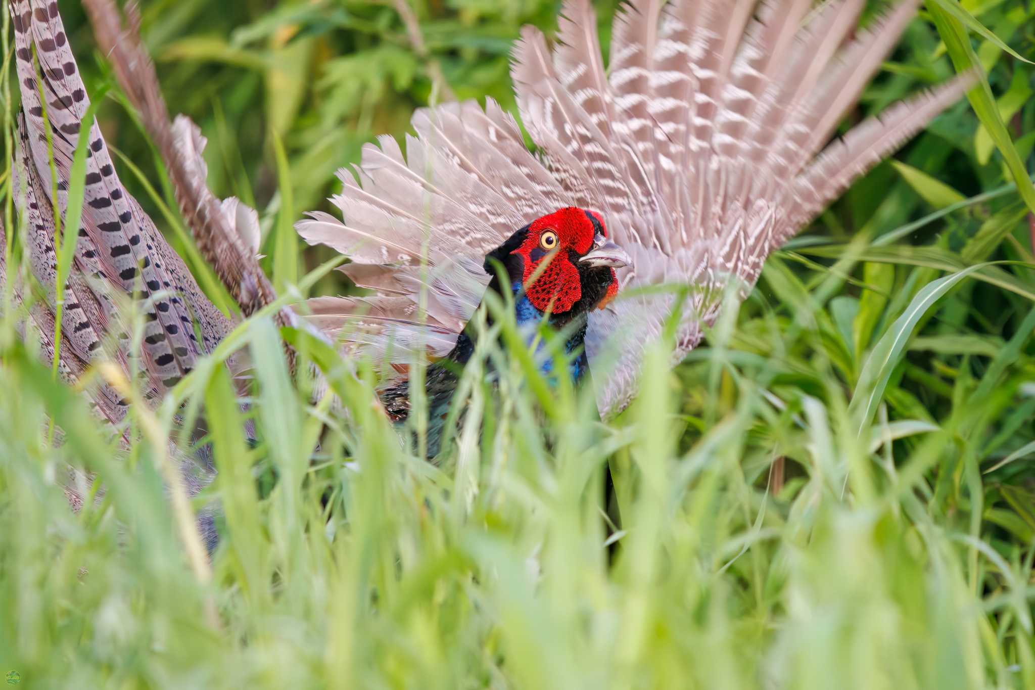 Photo of Green Pheasant at Watarase Yusuichi (Wetland) by d3_plus