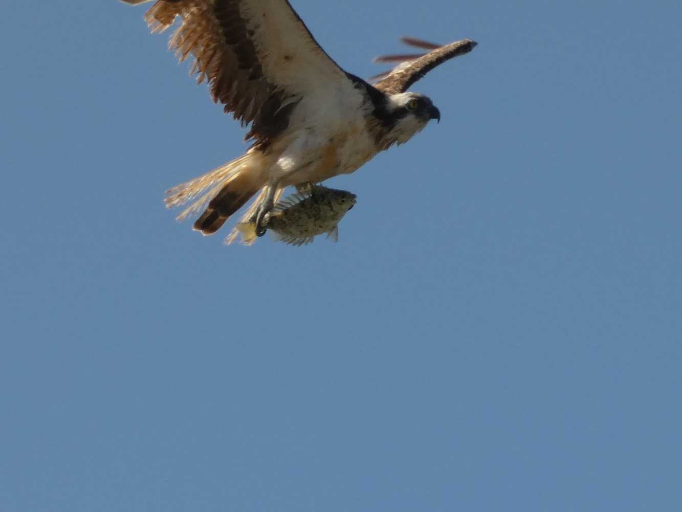 Photo of Osprey at Yoron Island by あおこん