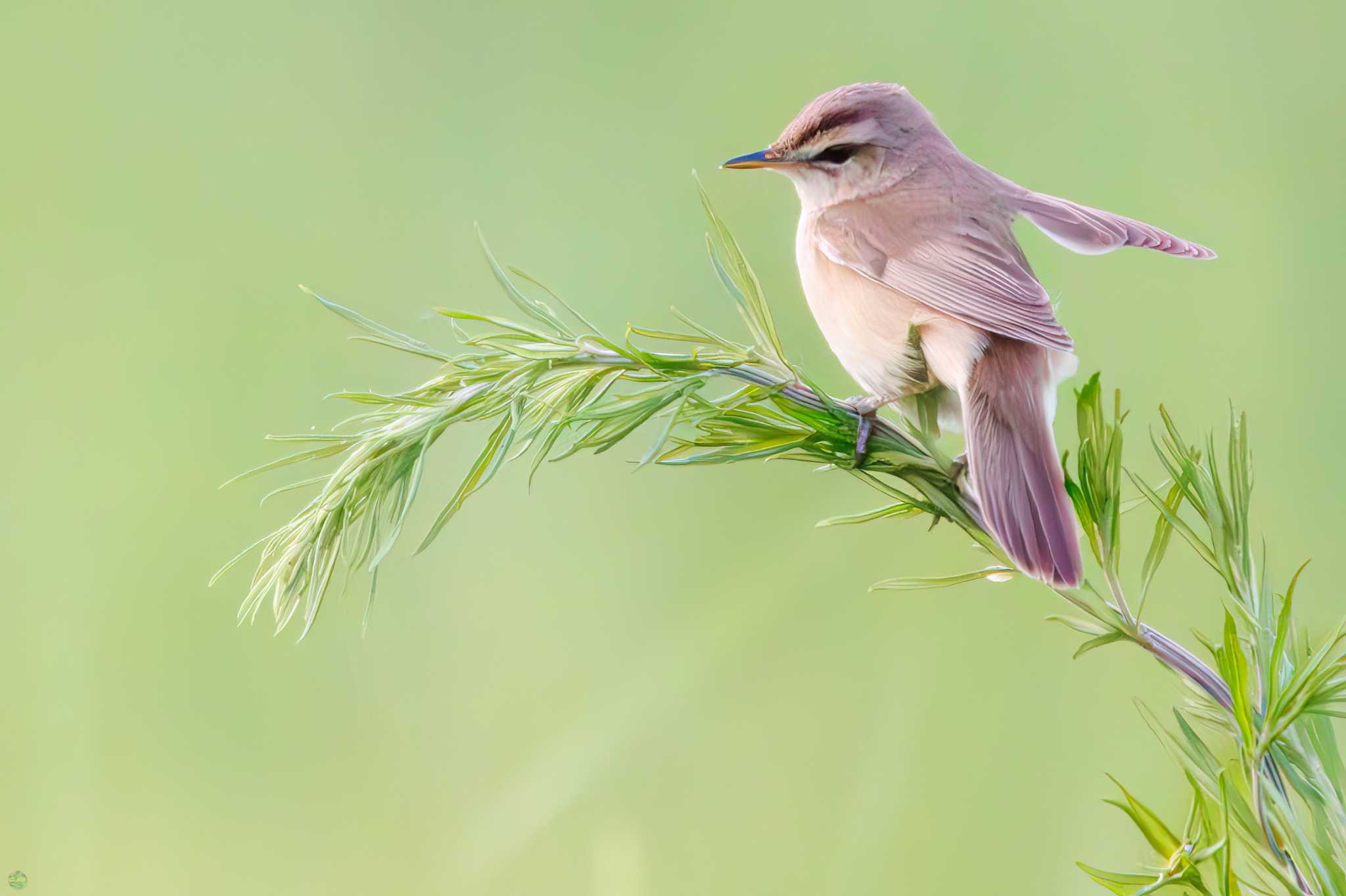 Photo of Black-browed Reed Warbler at Watarase Yusuichi (Wetland) by d3_plus