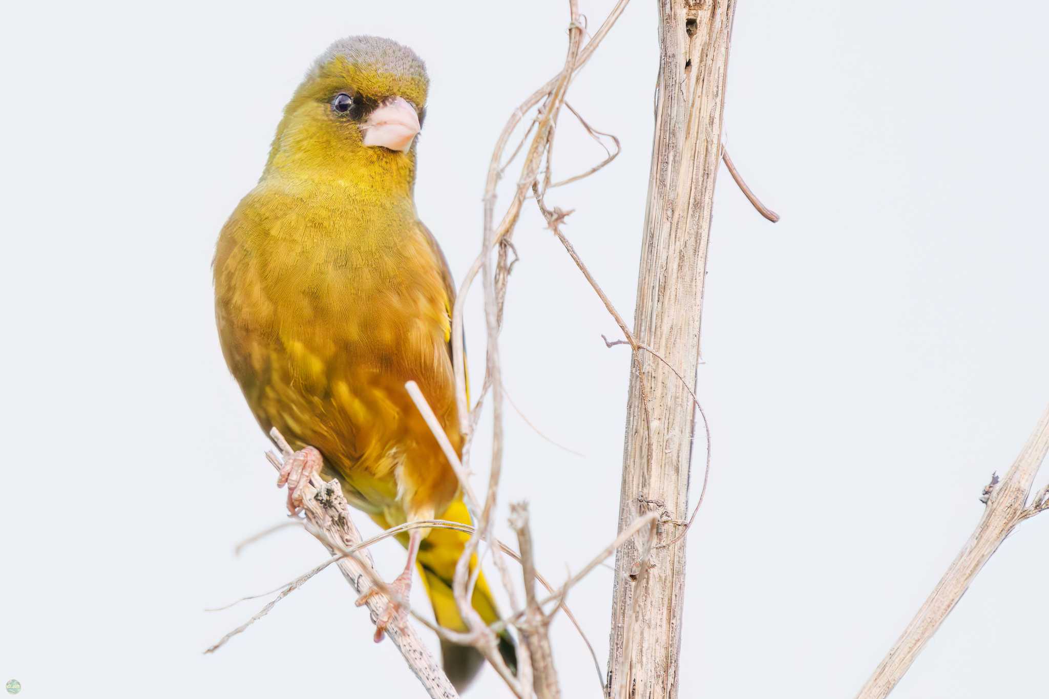 Photo of Grey-capped Greenfinch at Watarase Yusuichi (Wetland) by d3_plus