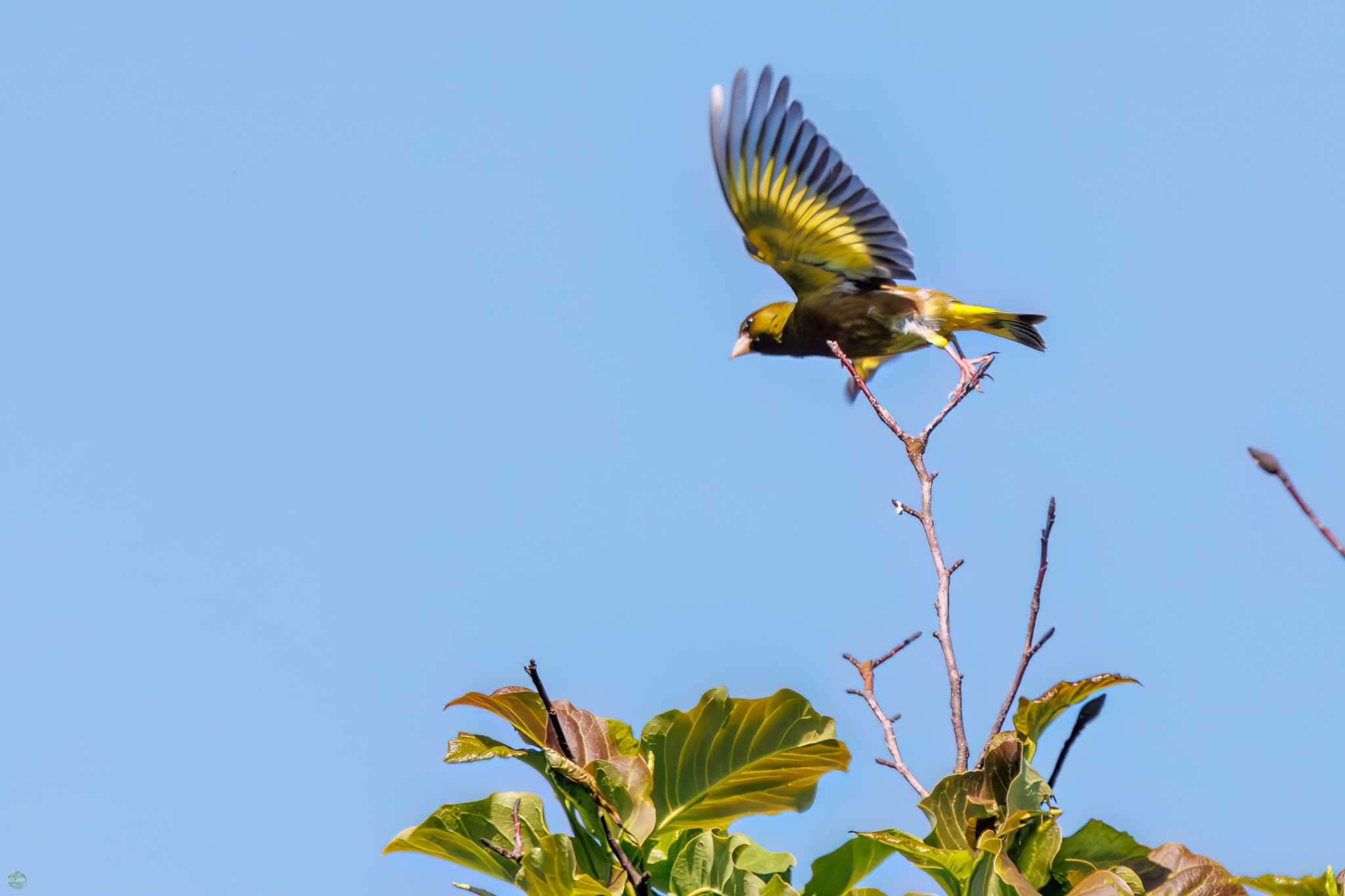 Photo of Grey-capped Greenfinch at Watarase Yusuichi (Wetland) by d3_plus