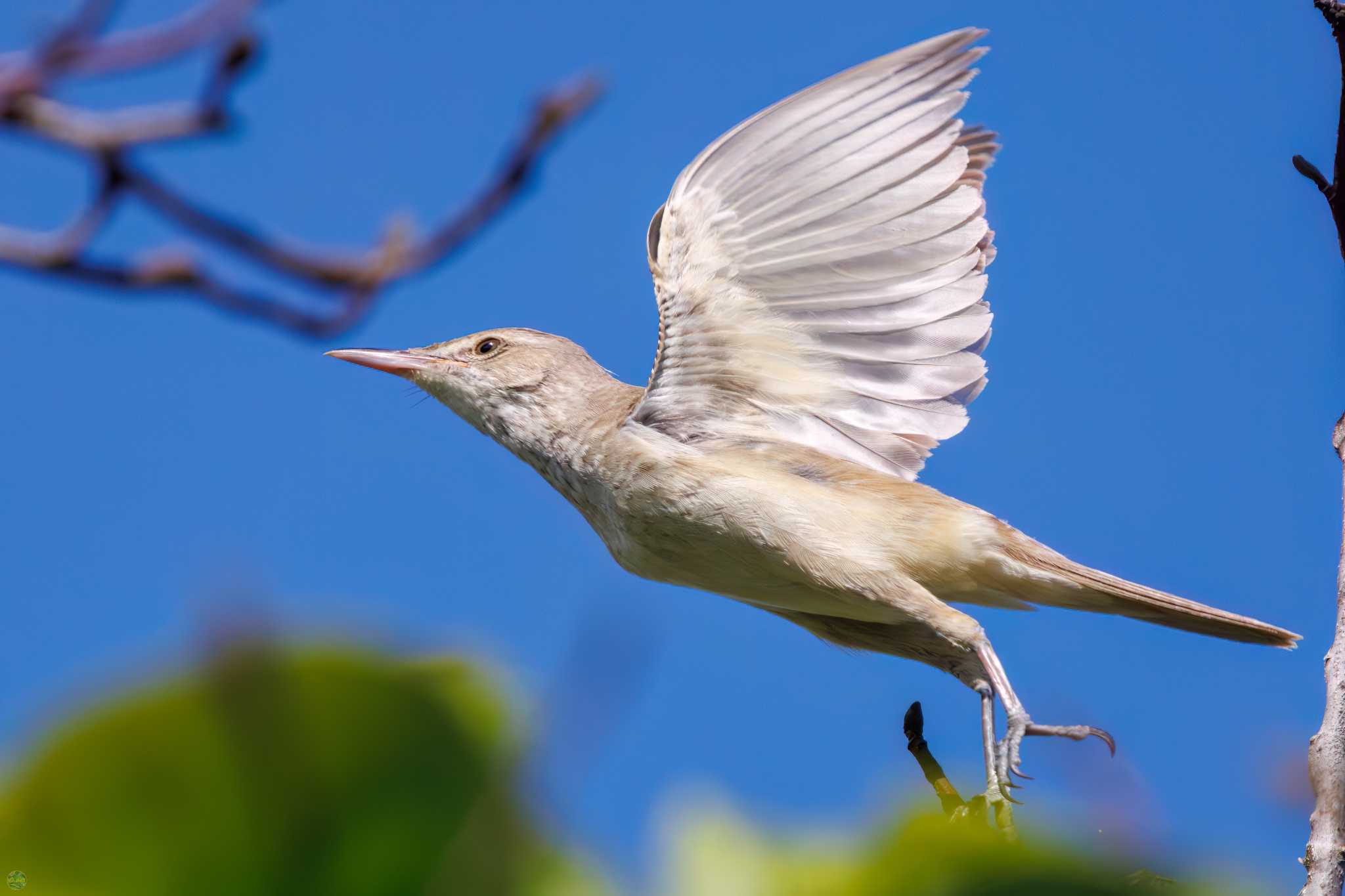 Photo of Oriental Reed Warbler at Watarase Yusuichi (Wetland) by d3_plus