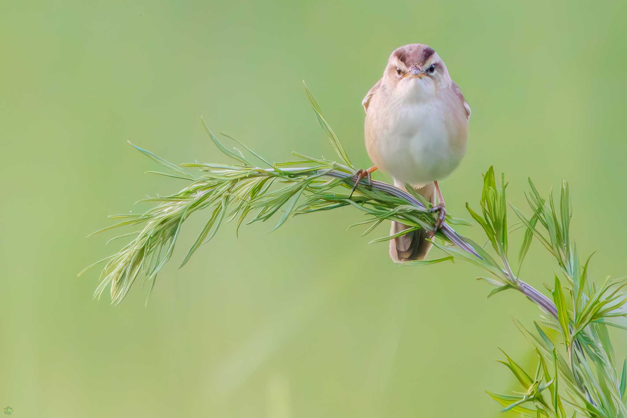 Photo of Black-browed Reed Warbler at Watarase Yusuichi (Wetland) by d3_plus