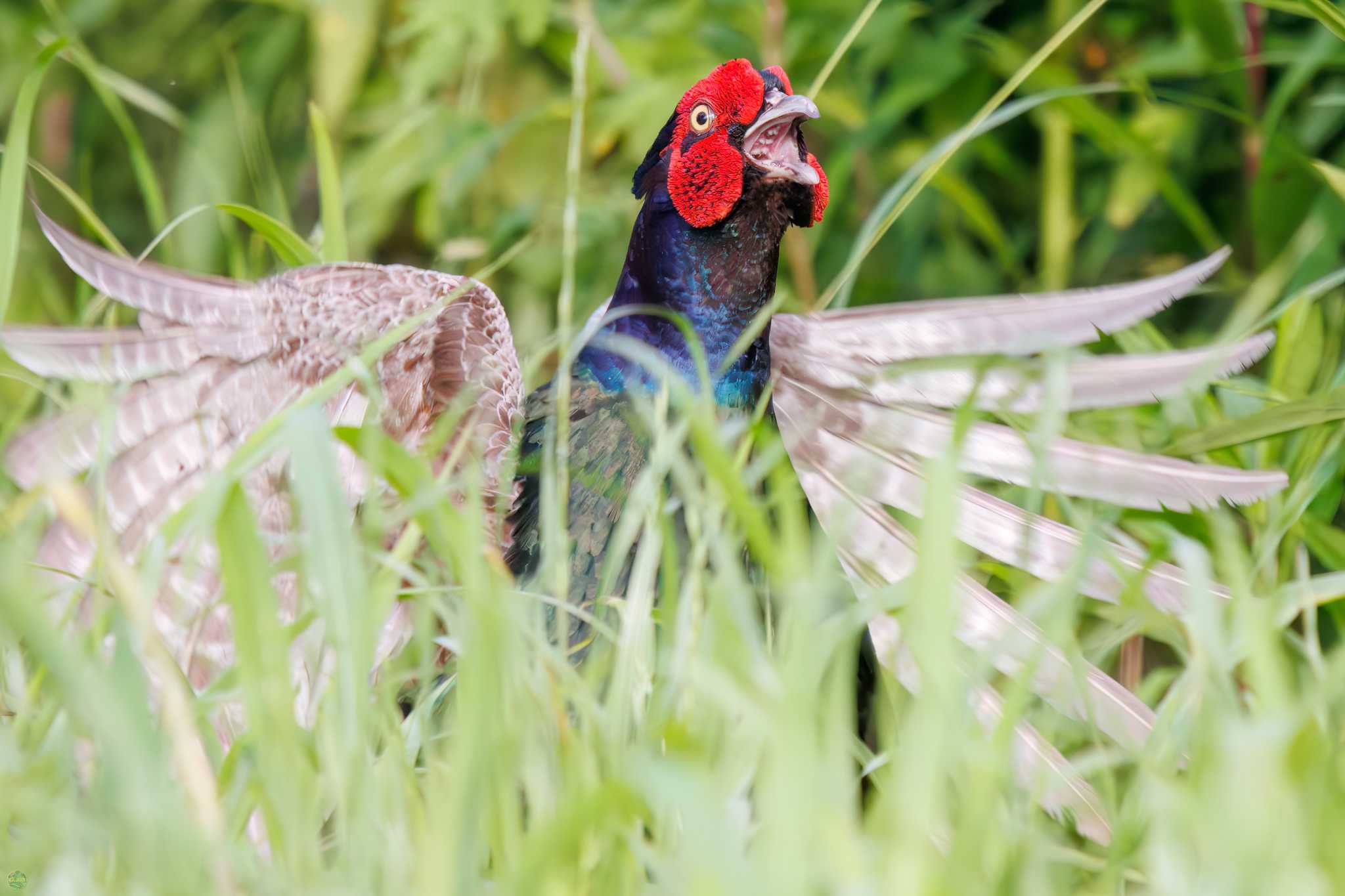 Photo of Green Pheasant at Watarase Yusuichi (Wetland) by d3_plus