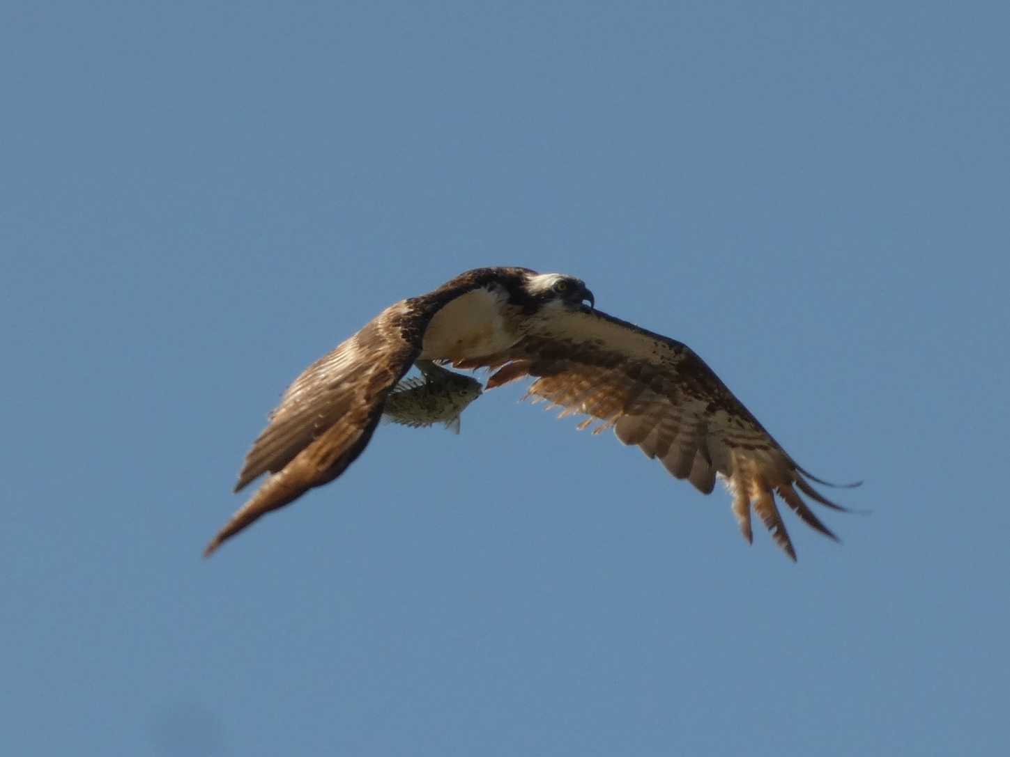 Photo of Osprey at Yoron Island by あおこん