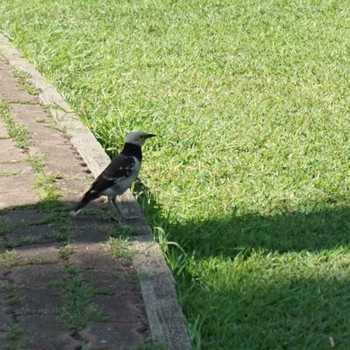 Black-collared Starling Lumpini park BANG KOK Sat, 6/3/2023