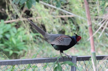 Green Pheasant Unknown Spots Tue, 6/6/2023