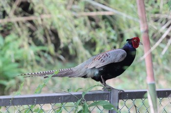 Green Pheasant Unknown Spots Tue, 6/6/2023