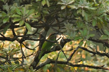 Green-eared Barbet ベトナム Fri, 5/5/2023