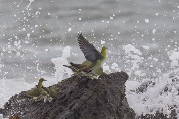 White-bellied Green Pigeon Terugasaki Beach Sun, 6/4/2023