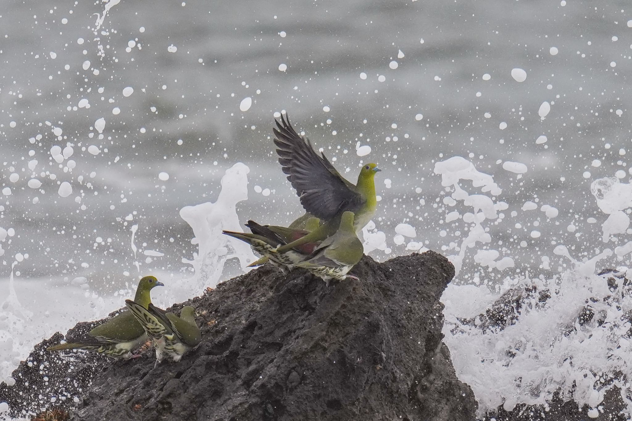 White-bellied Green Pigeon